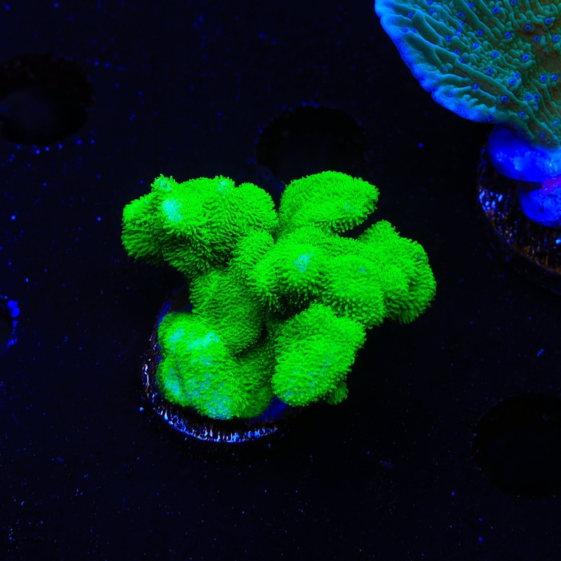 Kelly Green Psammocora XL Frag Coral