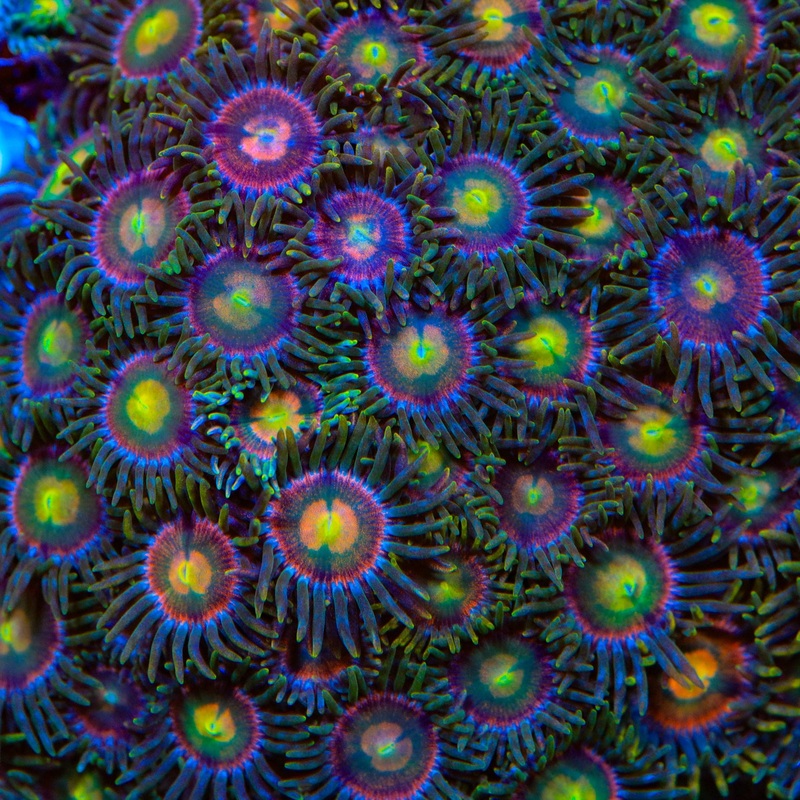 Laser Lemon Zoanthids Coral