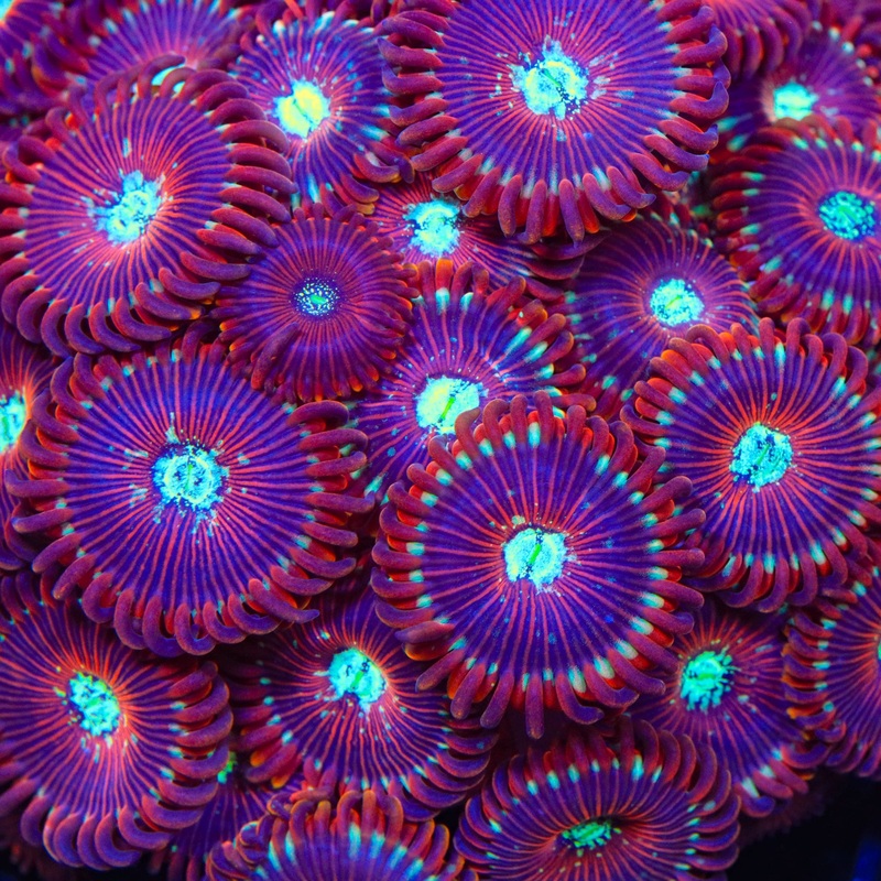 Magician Zoanthids Coral
