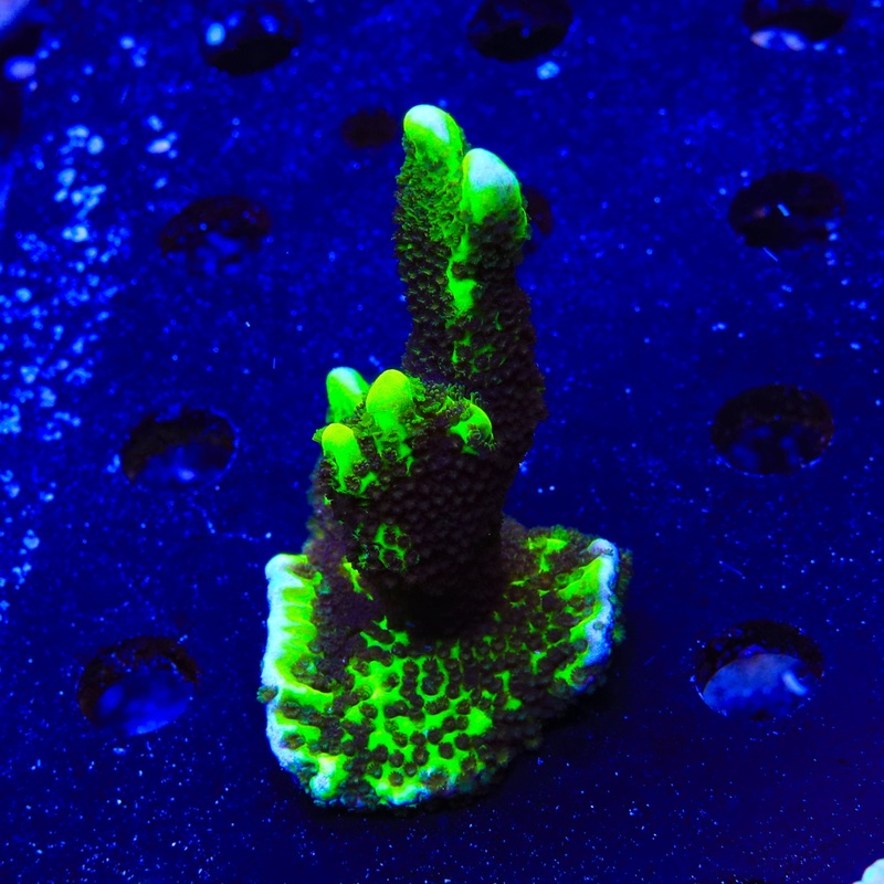 ORA Green Spongodes Montipora XL Frag Coral