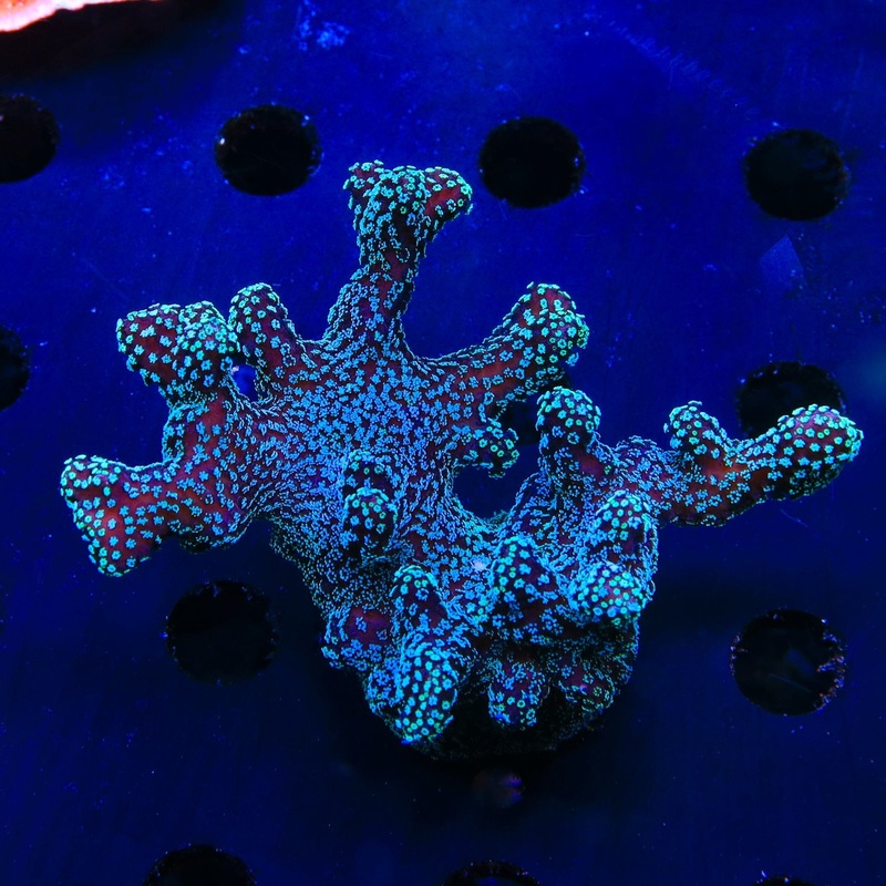 ORA Stellar Stylophora Colony Coral