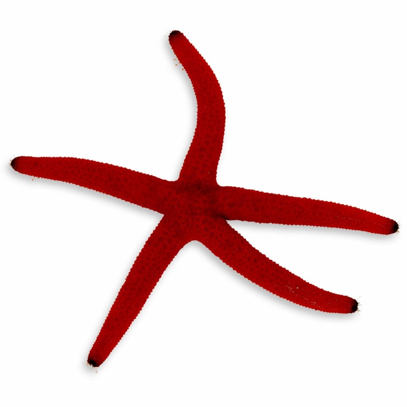 Orange Linckia Starfish