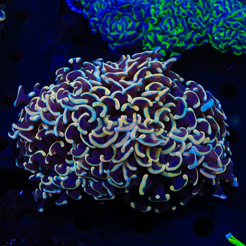 Orange Ranbow Hammer XL Frag Coral