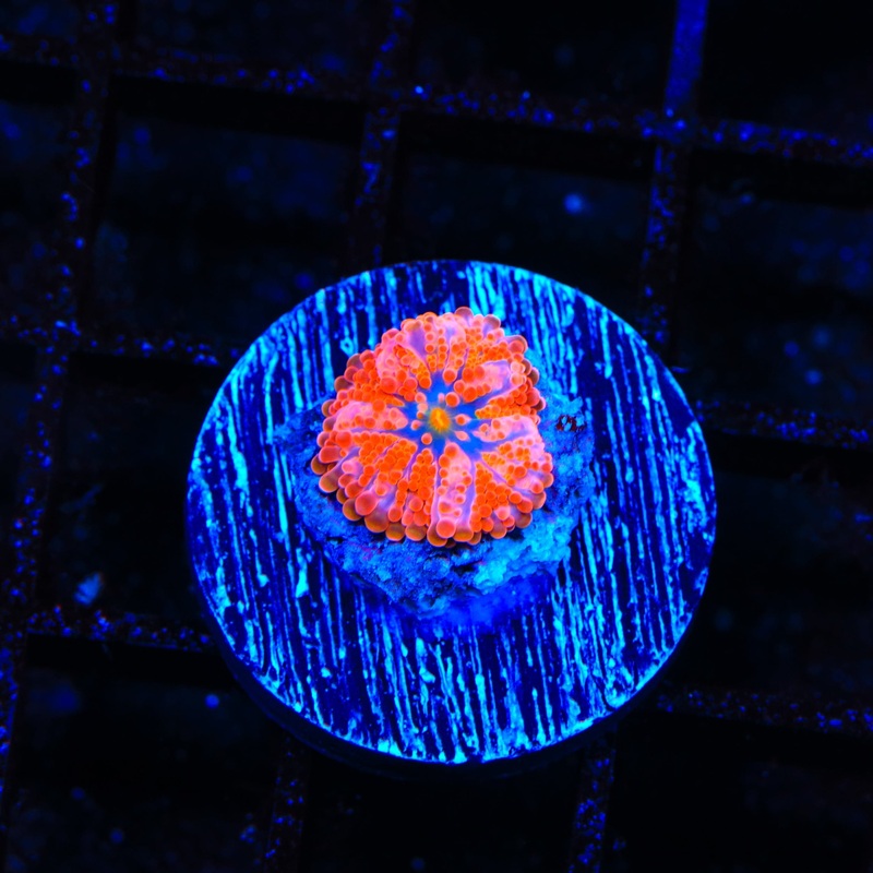 Orange Yuma Coral