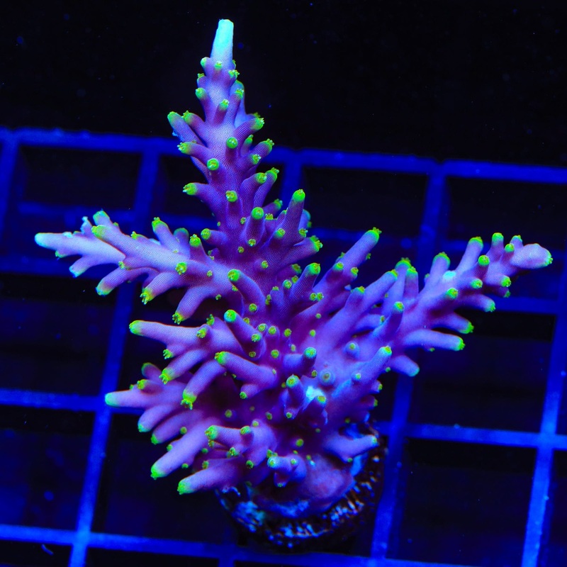 Pacman Acropora Colony Coral