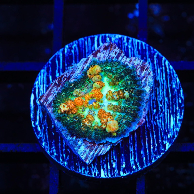 Powerball Mushroom Coral