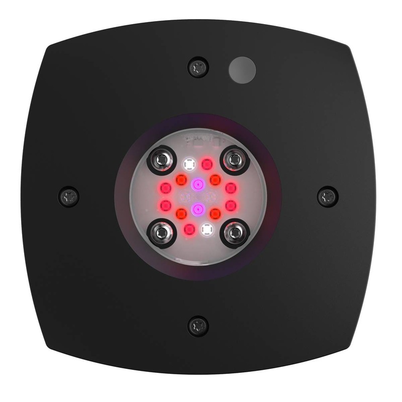 Prime 16 LED Fuge Light - Black Body - Open Box - Aqua Illumination