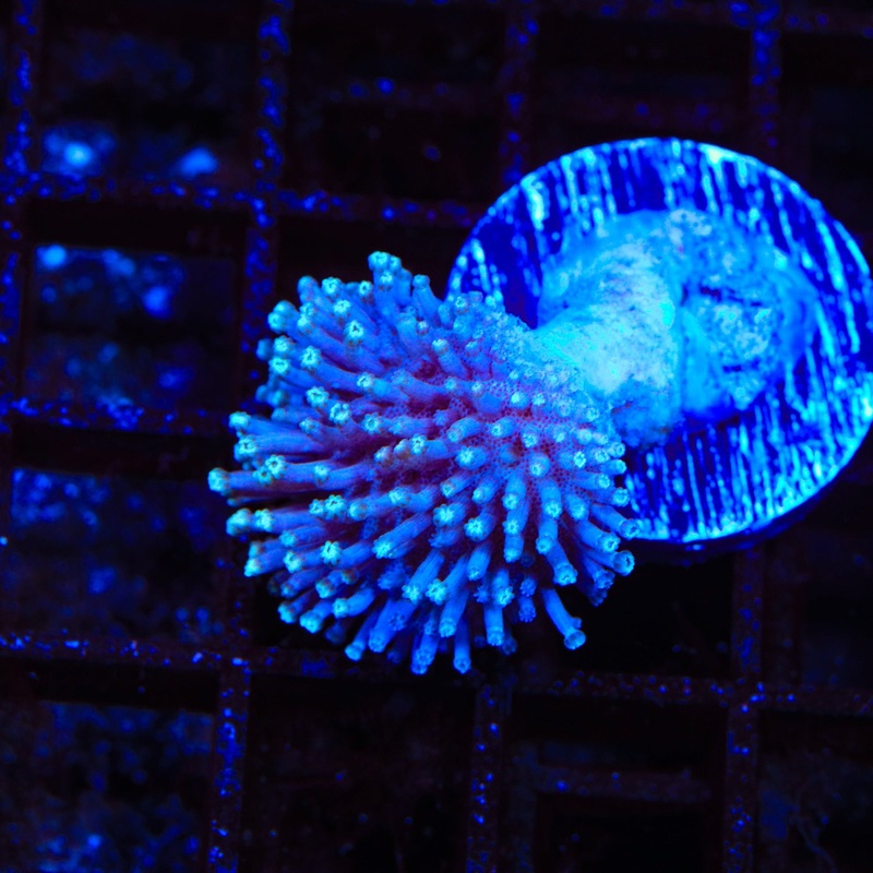 Purple Toadstool Coral