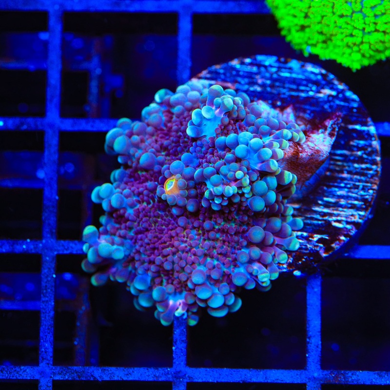 Purple Yuma Coral