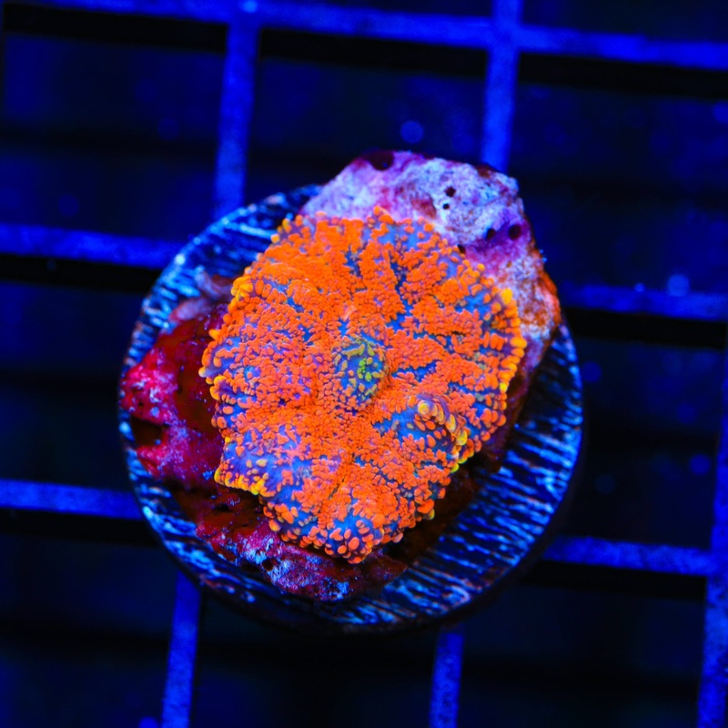 Rainbow Rhodactis Mushroom Coral
