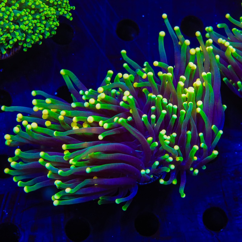 Rasta Torch Coral