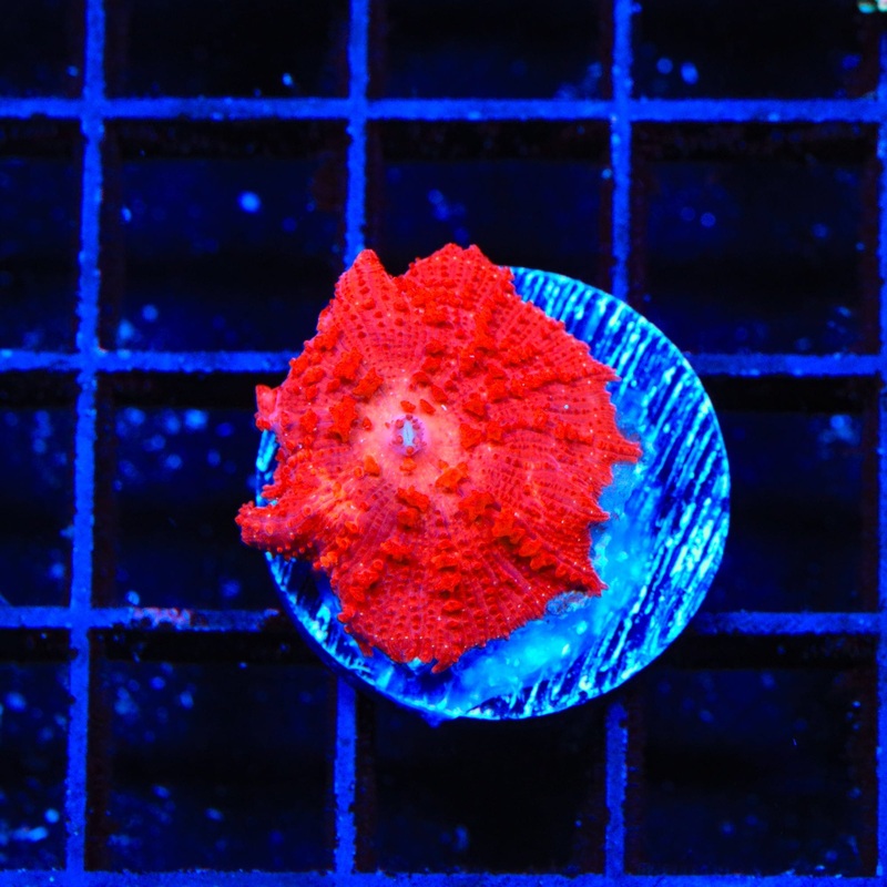 Red Cherry Mushroom Coral