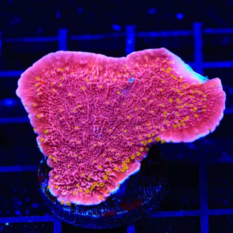 Reeftech Starburst Montipora Cap Colony Coral