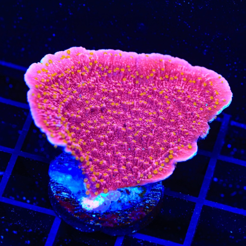 Reeftech Starburst Montipora Cap XL Frag Coral