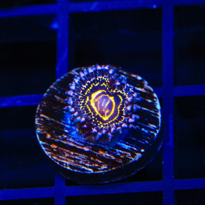 Stratosphere Zoanthids Coral