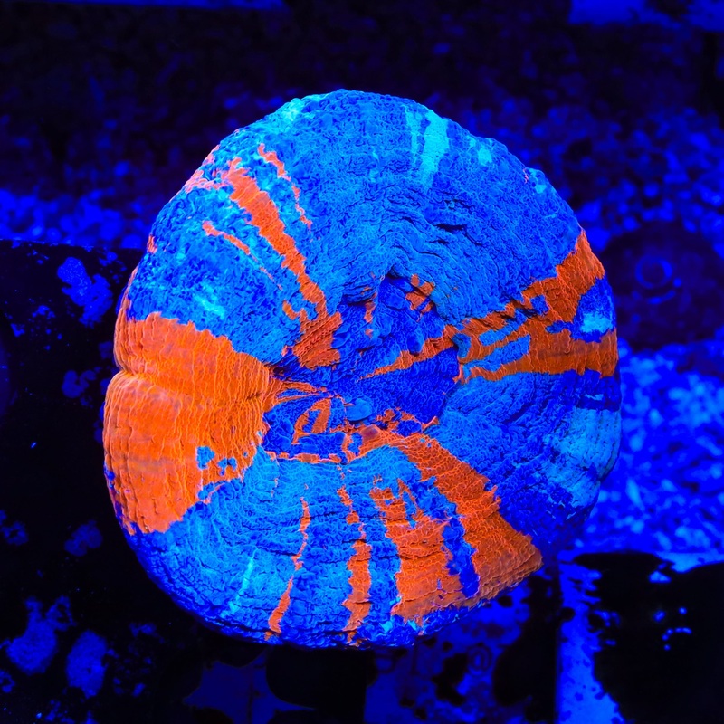 Superman Scolymia Coral