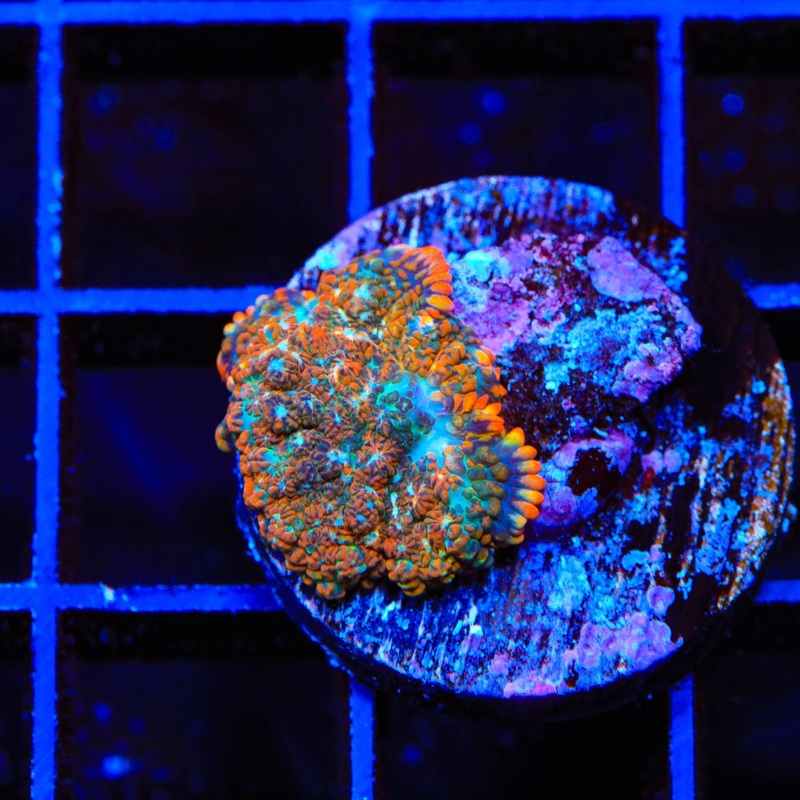 Toasted Orange Rhodactis Mushroom Coral