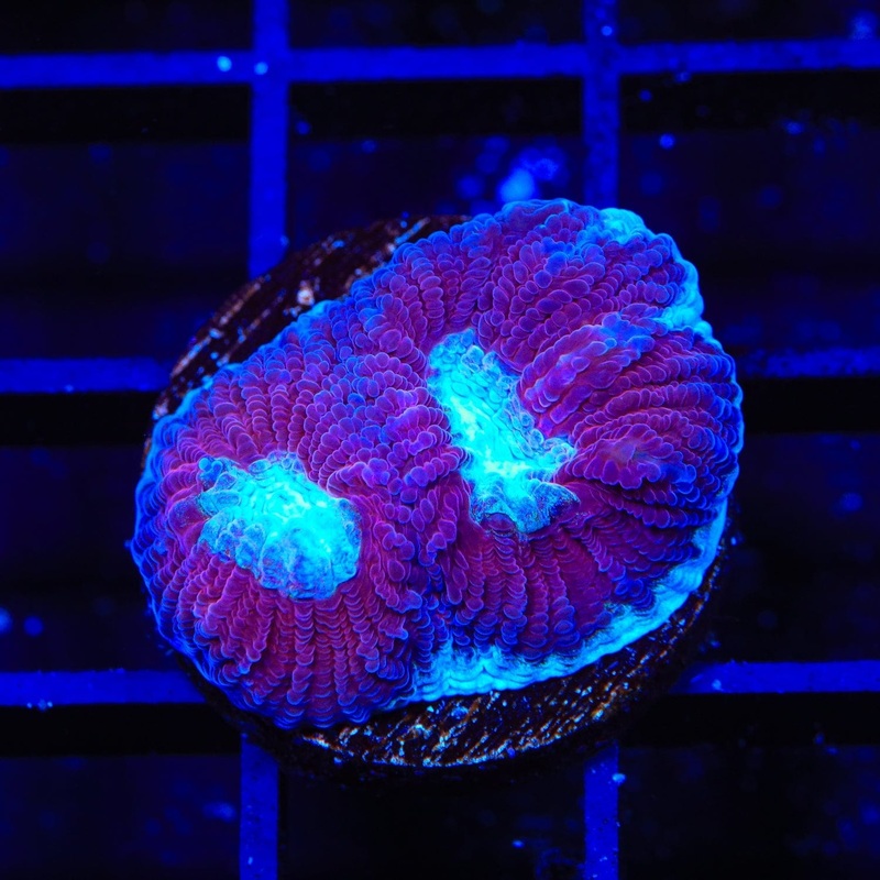 TSA Deep Soul Favia Coral