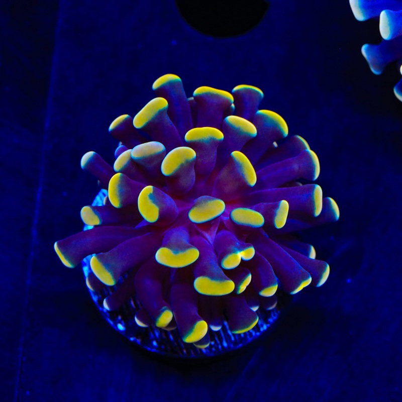 TSA Disco Hammer Coral