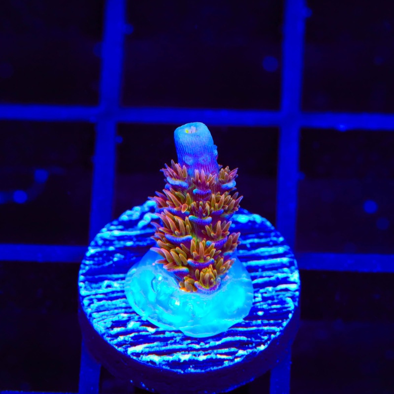 TSA El Scorcho Tenuis Acropora Coral