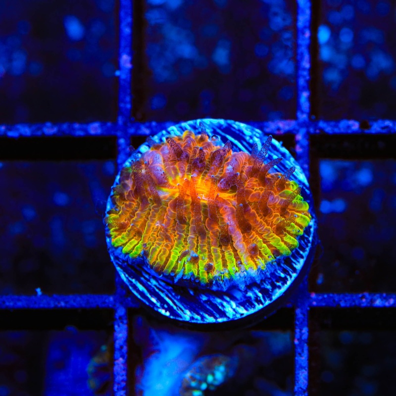 TSA Flaming Ring Aquacultured Plate Coral