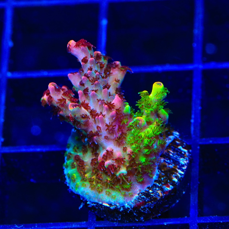 TSA Fruity Splice Acropora XL Frag Coral