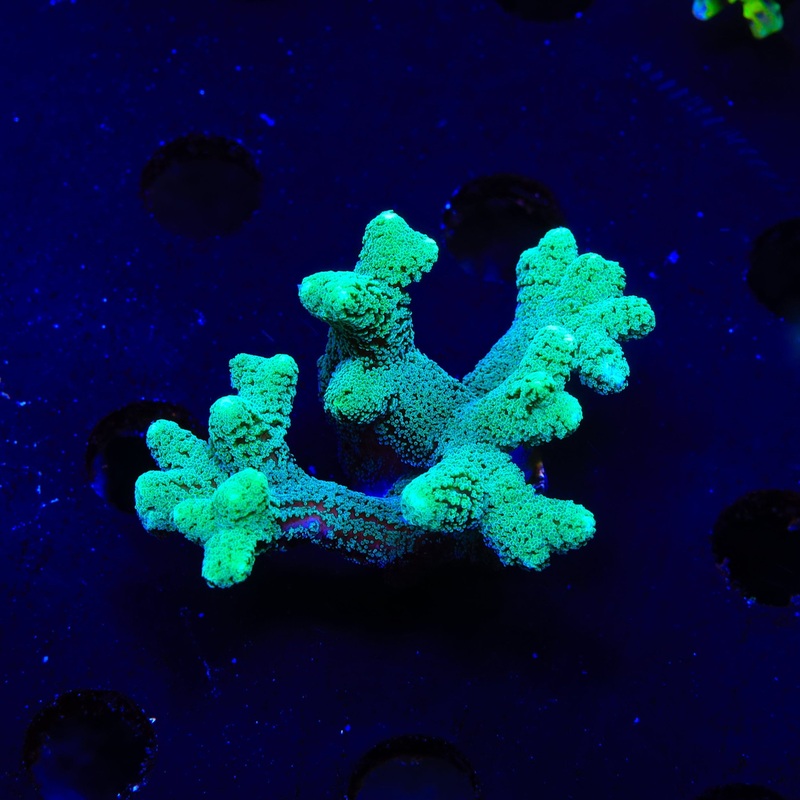 TSA Fuzzy Birdsnest XL Frag Coral