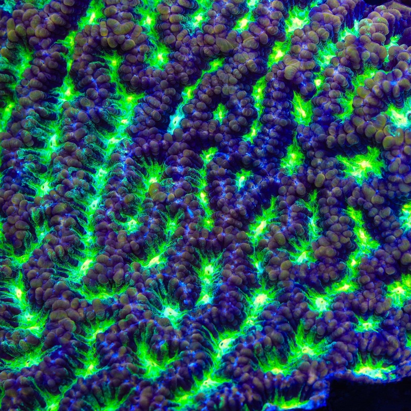 TSA Golden Maze Platygyra Coral