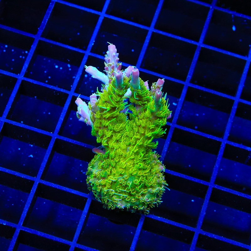 TSA Grape Ape Acropora XL Frag Coral