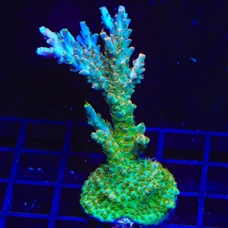 TSA Long Island Acropora Colony Coral