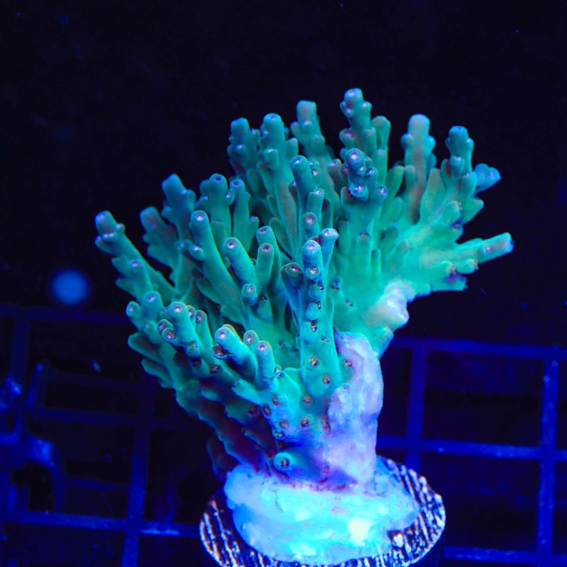 TSA Mr. Meeseeks Acropora Colony Coral