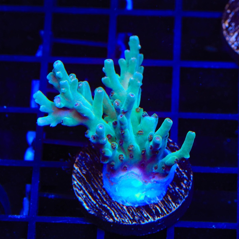TSA Mr. Meeseeks Acropora XL Frag Coral