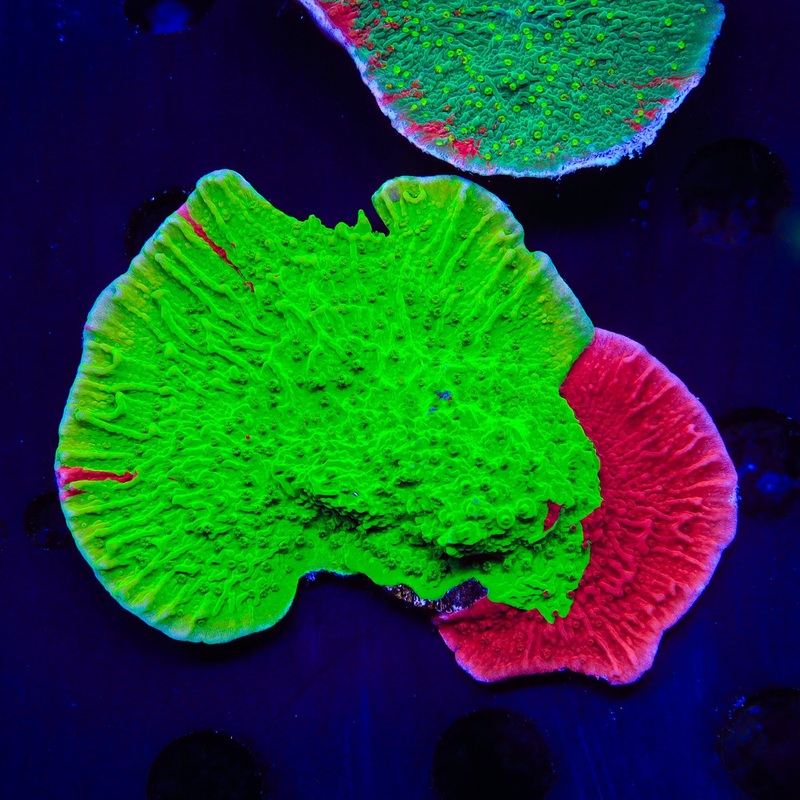 TSA Nuclear Fusion Montipora Cap Colony Coral
