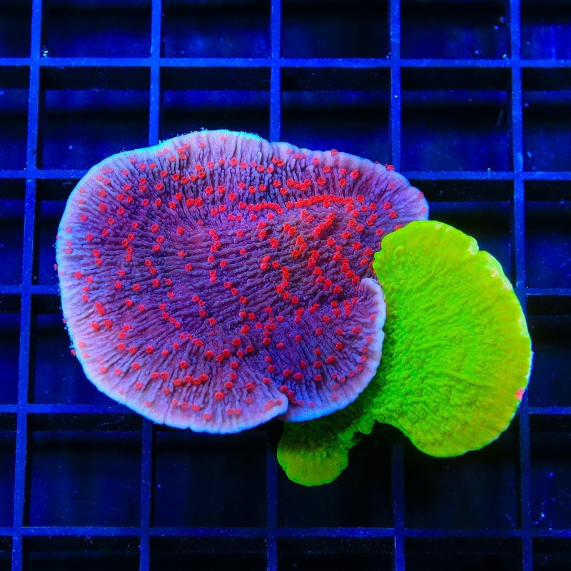 TSA Periwinkle Passion Combo Montipora Cap Colony Coral