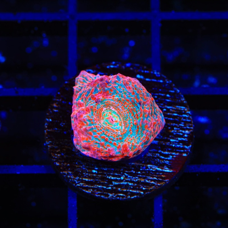 TSA Pinky and The Brain Chalice Coral