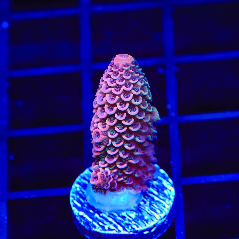 TSA Raspberry Spathulata Acropora Coral