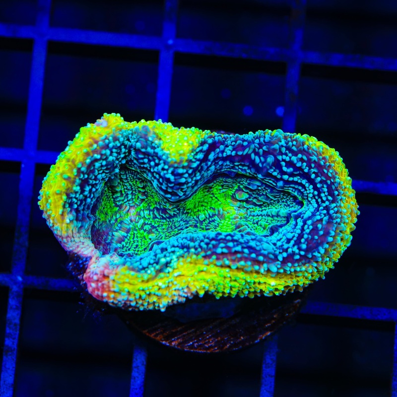 TSA Tropical Bowerbankii Coral