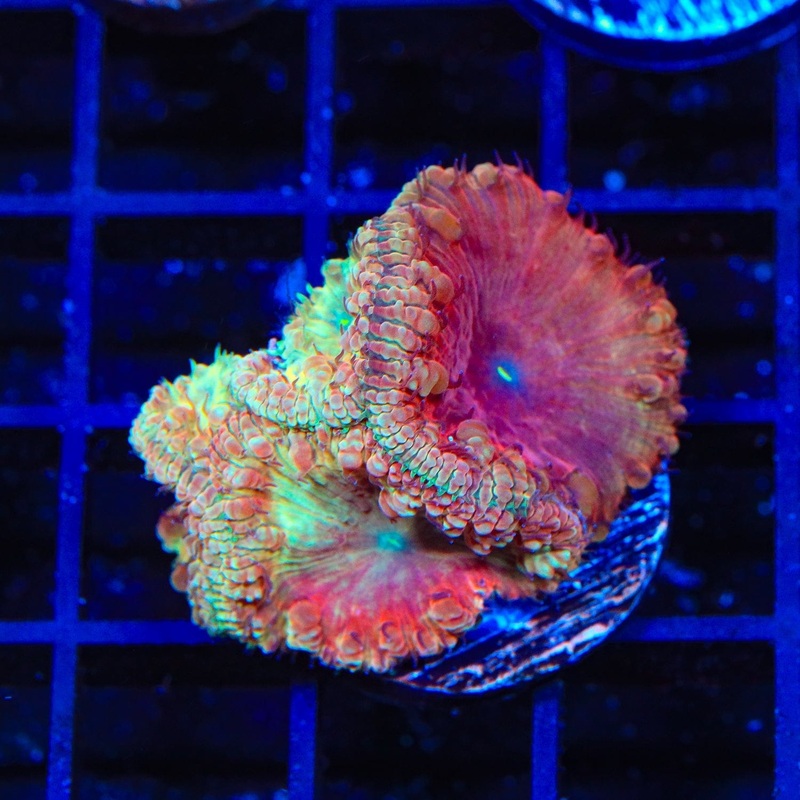 TSA Watermelon Sugar Blastomussa Coral