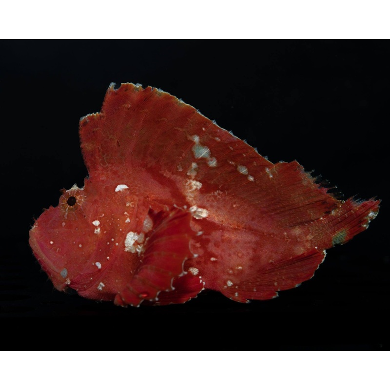Dragon Fish (Rare)