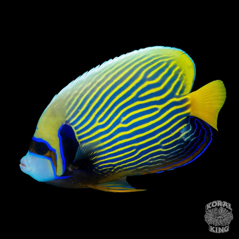 Emperor Angelfish