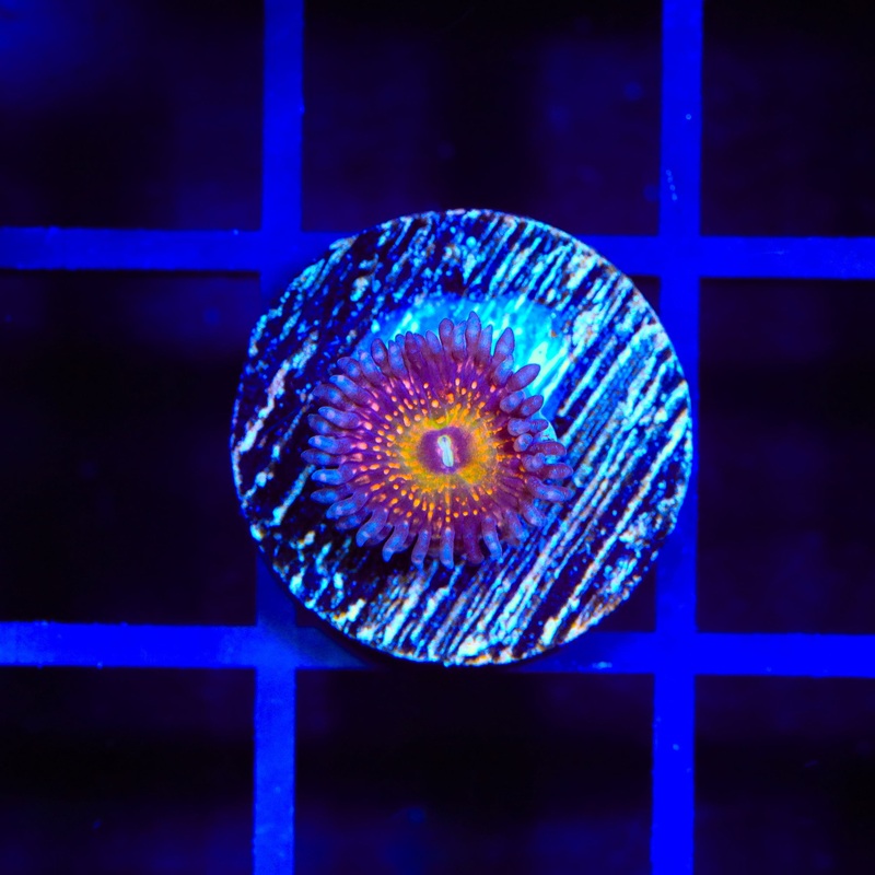 Krak God Zoanthid Coral