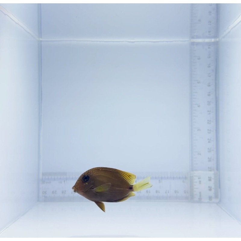 Maculiceps Tang Fish