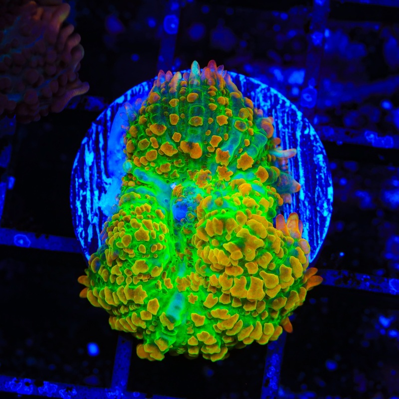 Maui Wowi Mushroom Coral