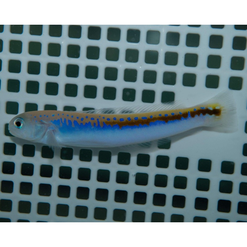 Oreni Tilefish