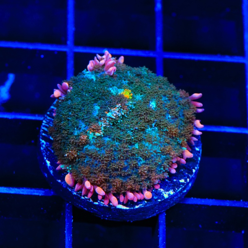 Pink Clown Mushroom Coral