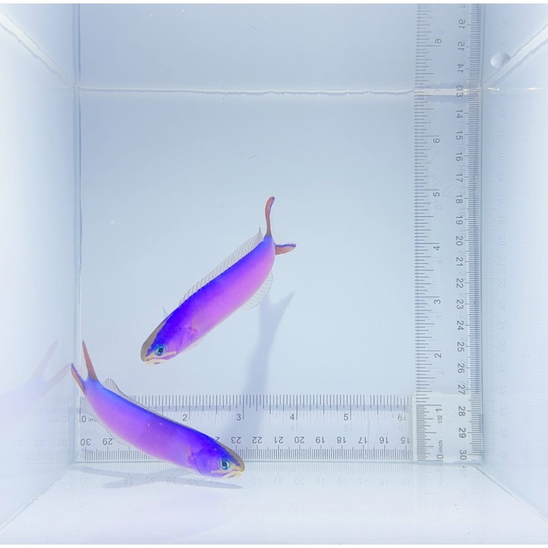 Purple Tile Fish
