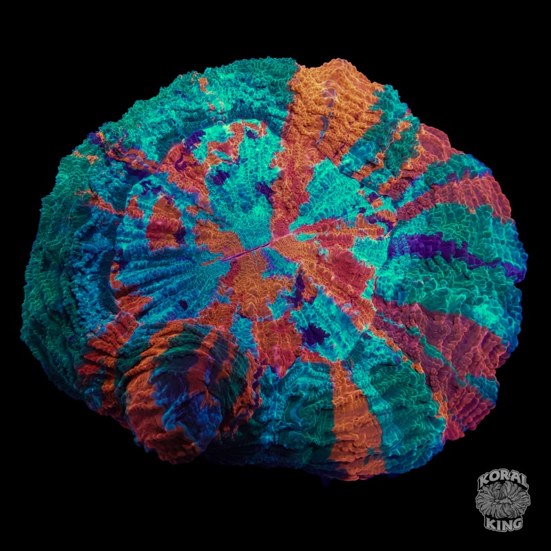 Rainbow Acantho