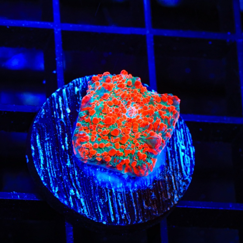 Red Splash Chalice Coral