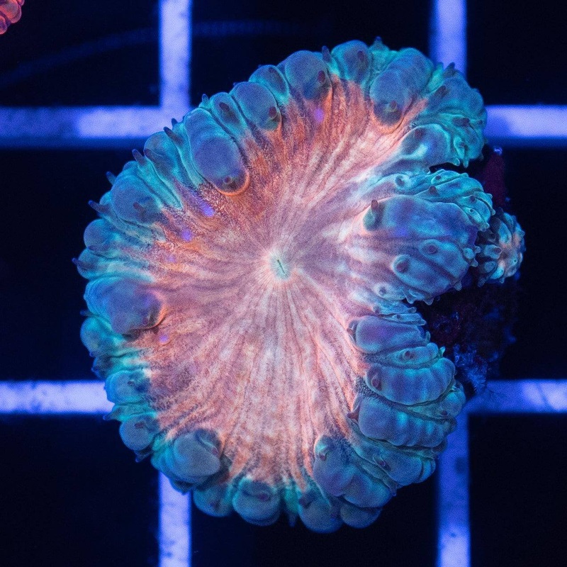 Stargazer Blasto