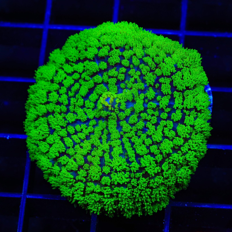 Swamp Thing Mushroom Coral